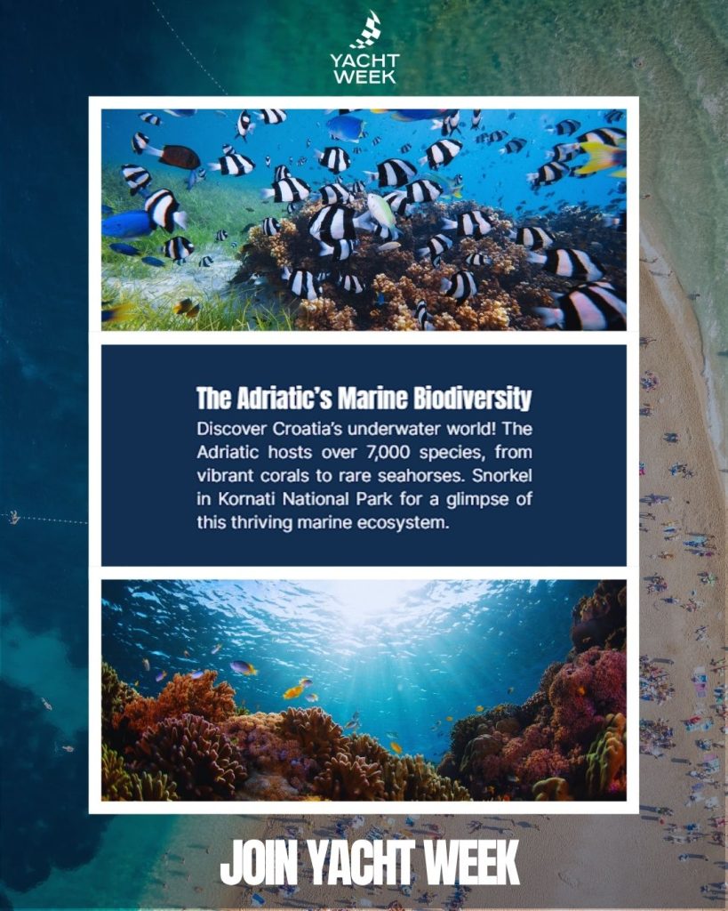 Image promoting Yacht Week with underwater scenes of colorful fish and coral, text "The Adriatic's Marine Biodiversity" highlighting over 7,000 species and snorkeling in Kornati National Park.